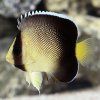 lg 88585 Xanthurus Cream Angelfish