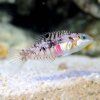 lg 113674 Nebulus Wrasse