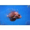 pterois mombasae 01 zoogalaxy