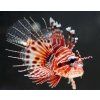 pterois paucispinula 3