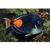 acanthurus achilles2