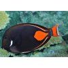 Acanthurus achilles4