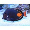 acanthurus achilles 6