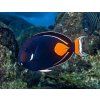 Acanthurus achilles7
