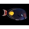 Acanthurus achilles1