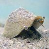 strombus marginatus3