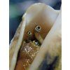 strombus marginatus4