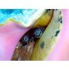 strombus marginatus5