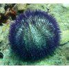 lytechinus variegatus1