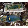 Thalassoma hebraicum2