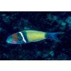 Thalassoma hebraicum3