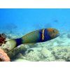Thalassoma hebraicum4