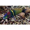 Thalassoma hebraicum1