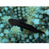 gobiodon acicularis6