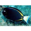 acanthurus nigricans2