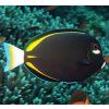 acanthurus nigricans3