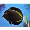 acanthurus nigricans1