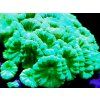 Caulastrea curvata MINT