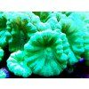 caulastrea curvata 8
