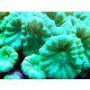 Caulastrea curvata MINT