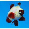 premnas biaculeatus Gold Nuget3