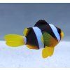 amphiprion clarkii3
