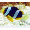 amphiprion clarkii 1