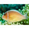 amphiprion perideraion3
