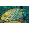 siganus lineatus3