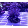 Goniopora sp.Purple/Blue
