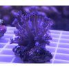 Goniopora sp.Purple/Blue