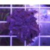 Goniopora sp.Purple/Blue