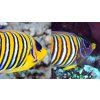 regal angelfish subspecies
