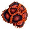 Zoanthus BAM BAM