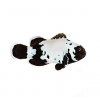 black snowflake clownfish