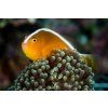 amphiprion sandaracinos4