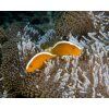 amphiprion sandaracinos6