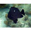 dascyllus trimaculatus2