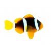 amphiprion clarkii2