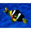amphiprion clarkii1