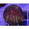 Echinophyllia GOLDMEISTER