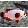 premnas biaculeatus Gold Nuget1
