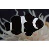 amphiprion ocellaris black3