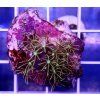 Pachyclavularia sp. JEWEL