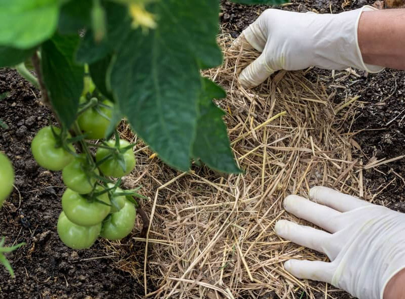 Ako chrániť pôdu? Zababušte ju mulčovaním.