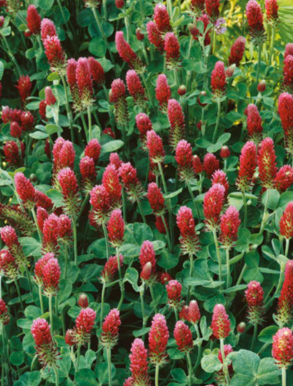 ZELENÉ HNOJENIE: ĎATELINA PURPUROVÁ