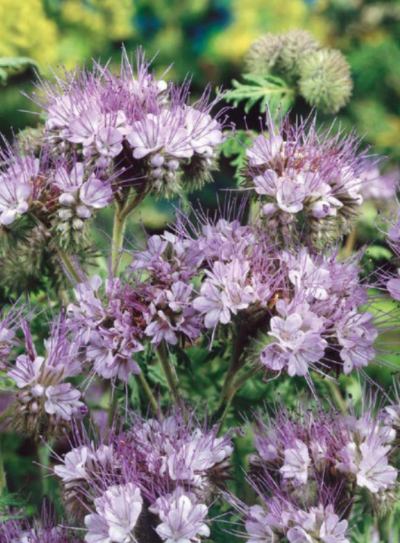 Zelené hnojenie: Facélia