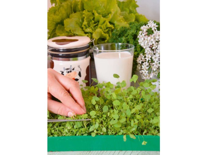 Mikrozelenina Lucerna siata