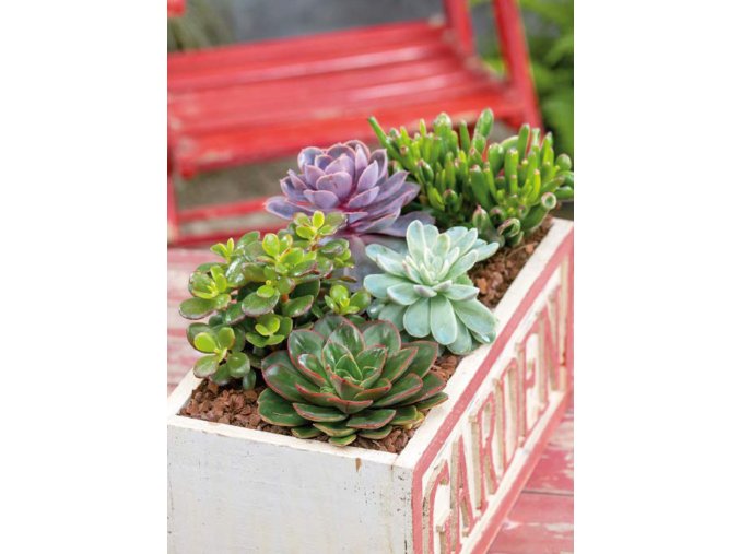 Izbové rastliny - Sukulenty mix
