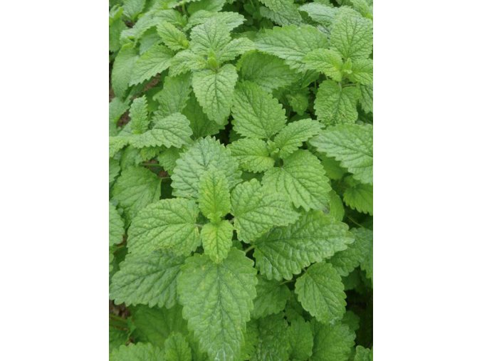 BIO Medovka lekárska